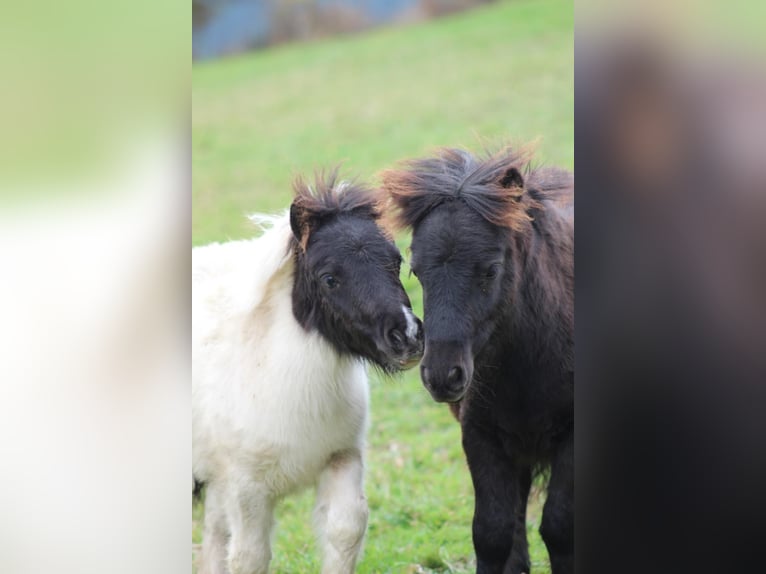 Mini Shetland Pony Hengst 1 Jaar  in Schmallenberg