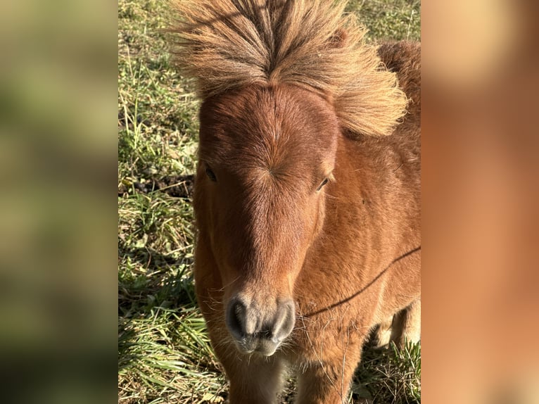 Mini Shetland Pony Hengst 1 Jaar Vos in Dellach