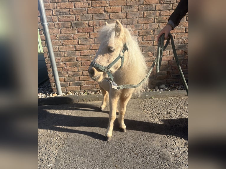 Mini Shetland Pony Hengst 1 Jahr 60 cm Palomino in Niederkassel