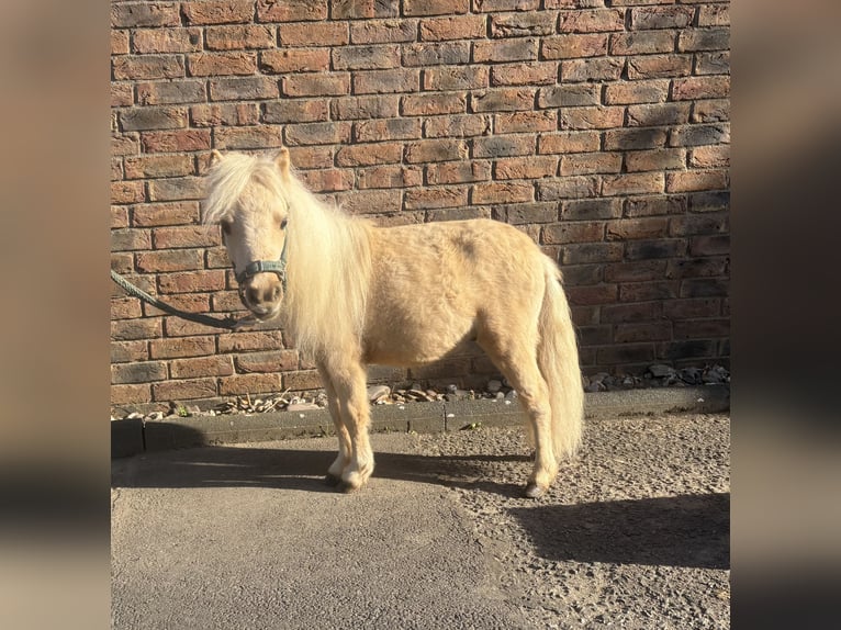 Mini Shetland Pony Hengst 1 Jahr 60 cm Palomino in Niederkassel