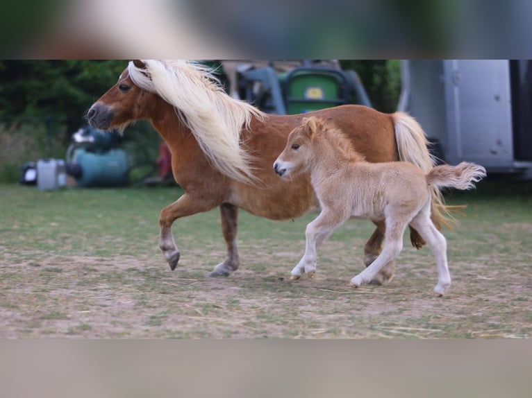 Mini Shetland Pony Hengst 1 Jahr 69 cm Red Dun in Norderstedt