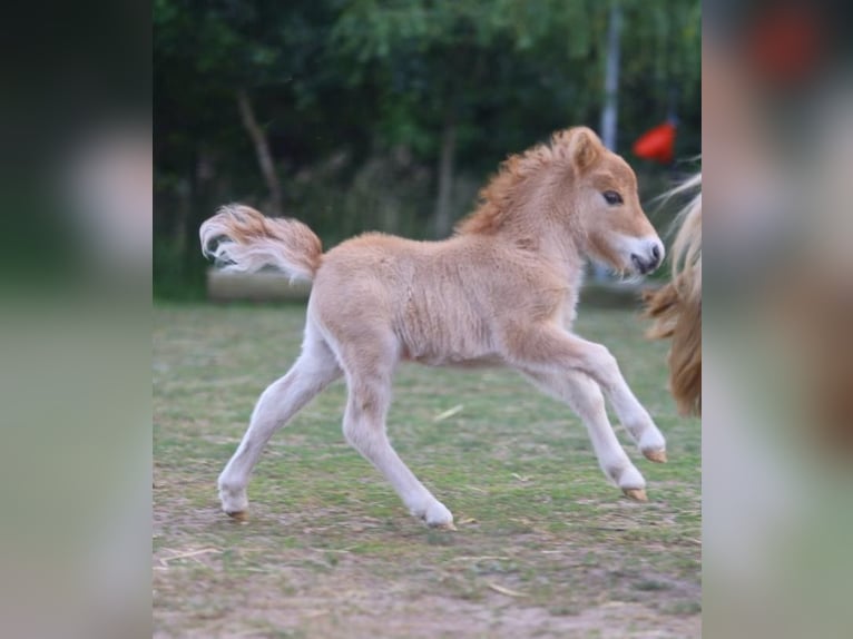 Mini Shetland Pony Hengst 1 Jahr 69 cm Red Dun in Norderstedt