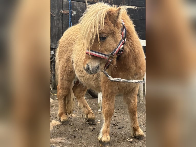 Mini Shetland Pony Hengst 1 Jahr 69 cm Red Dun in Norderstedt
