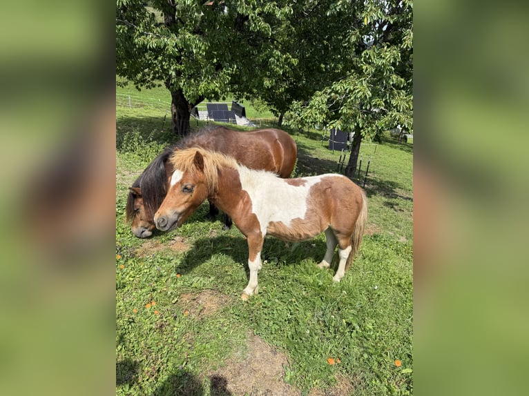 Mini Shetland Pony Hengst 1 Jahr 75 cm Schecke in Goldegg