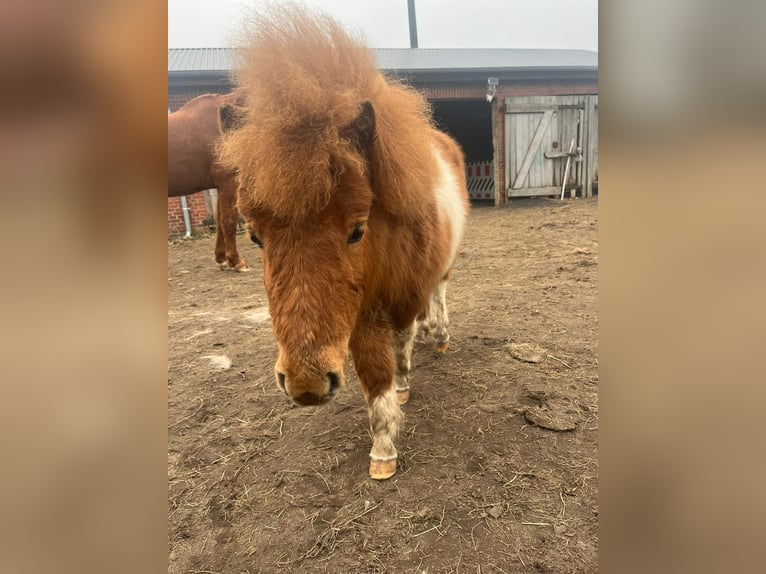 Mini Shetland Pony Hengst 1 Jahr 78 cm Brauner in Tielen