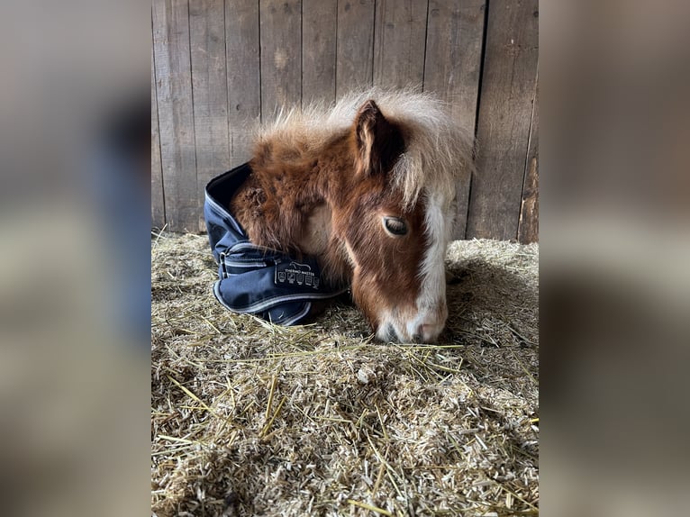 Mini Shetland Pony Hengst 1 Jahr 80 cm Fuchs in Liestal