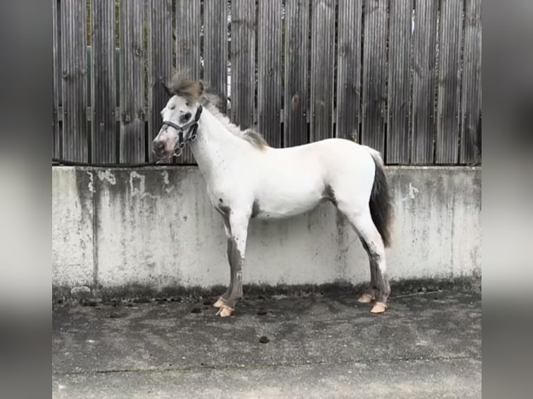 Mini Shetland Pony Hengst 1 Jahr 80 cm Tigerschecke in Schemmerhofen