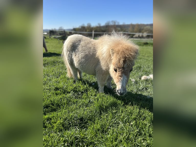 Mini Shetland Pony Hengst 1 Jahr 84 cm Red Dun in Uslar