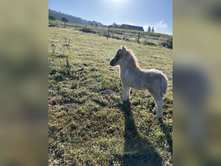 Mini Shetland Pony Hengst 1 Jahr 84 cm Red Dun in Uslar