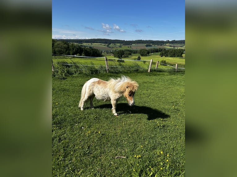 Mini Shetland Pony Hengst 1 Jahr 84 cm Red Dun in Uslar