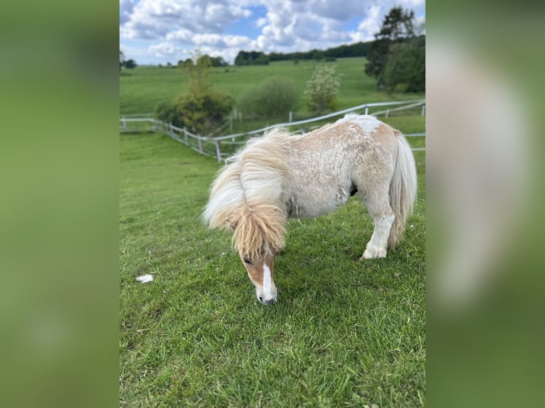Mini Shetland Pony Hengst 1 Jahr 84 cm Red Dun in Uslar