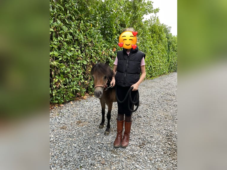 Mini Shetland Pony Hengst 1 Jahr 84 cm Schwarzbrauner in Zemst