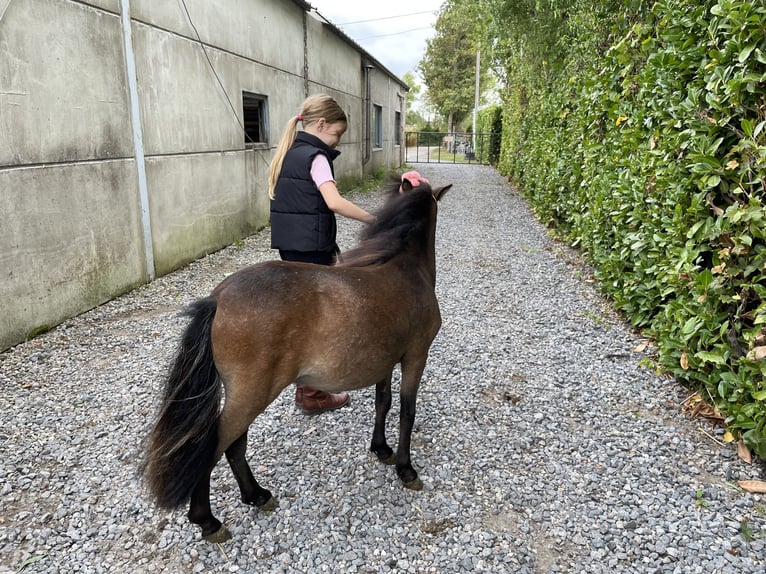 Mini Shetland Pony Hengst 1 Jahr 84 cm Schwarzbrauner in Zemst