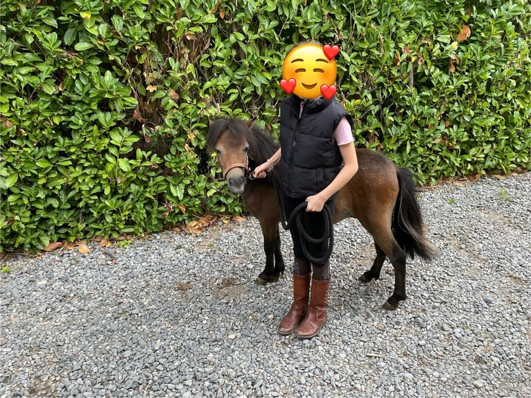 Mini Shetland Pony Hengst 1 Jahr 84 cm Schwarzbrauner in Zemst