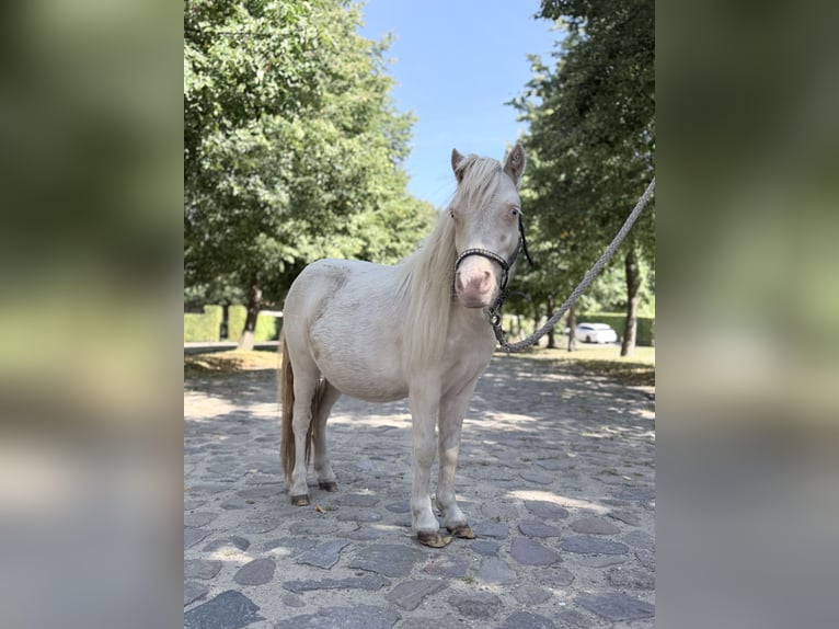Mini Shetland Pony Hengst 1 Jahr 85 cm Cremello in Süsel