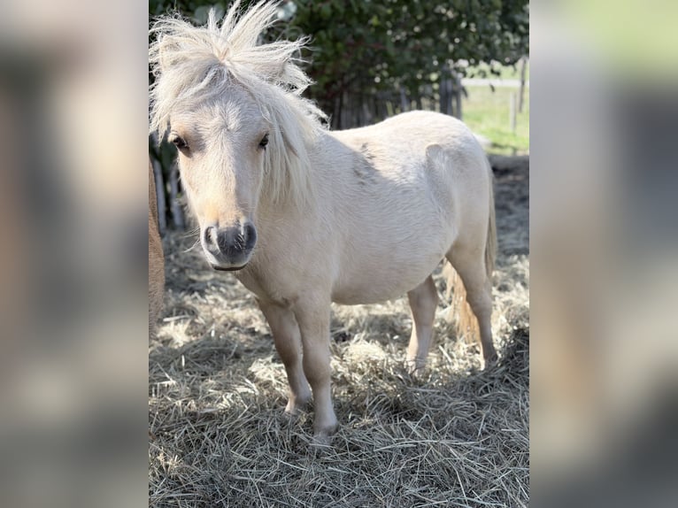 Mini Shetland Pony Hengst 1 Jahr 85 cm  in Süsel
