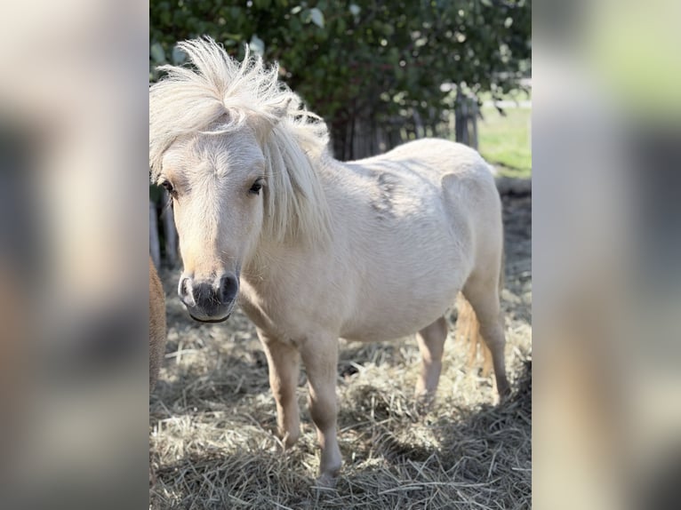 Mini Shetland Pony Hengst 1 Jahr 85 cm  in Süsel