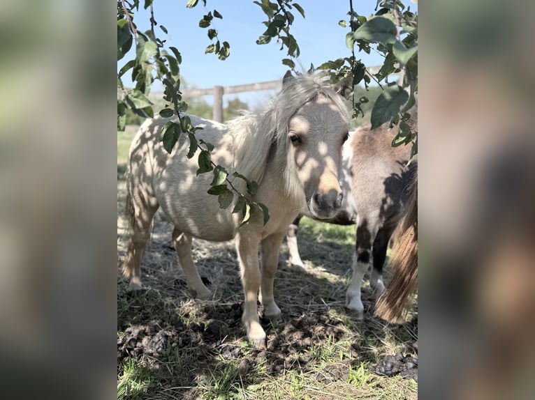 Mini Shetland Pony Hengst 1 Jahr 85 cm  in Süsel