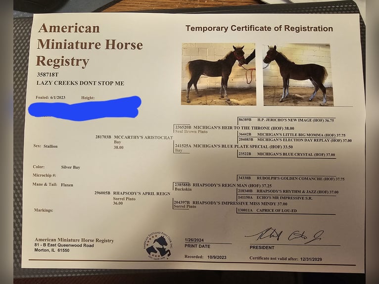 Mini Shetland Pony Hengst 1 Jahr 89 cm in Sioux Rapids