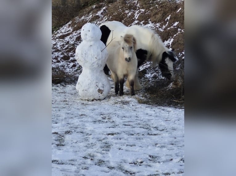 Mini Shetland Pony Mix Hengst 1 Jahr 90 cm Buckskin in Wörth