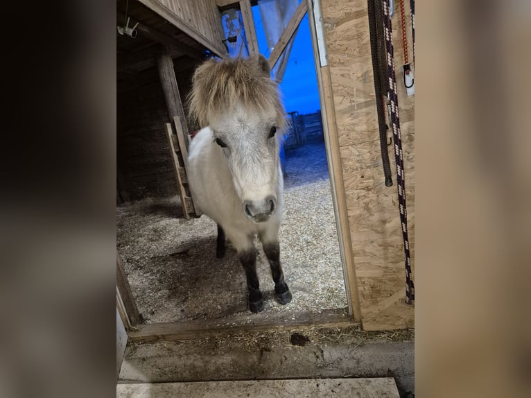 Mini Shetland Pony Mix Hengst 1 Jahr 90 cm Buckskin in Wörth