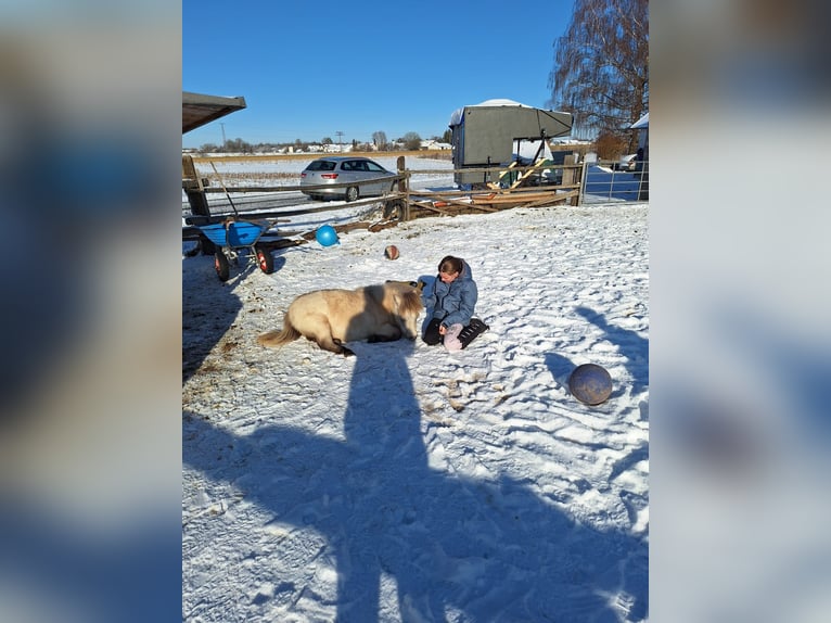 Mini Shetland Pony Mix Hengst 1 Jahr 90 cm Buckskin in Wörth