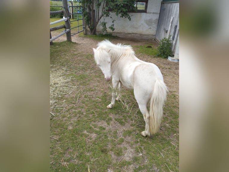 Mini Shetland Pony Mix Hengst 1 Jahr 90 cm Buckskin in Wörth