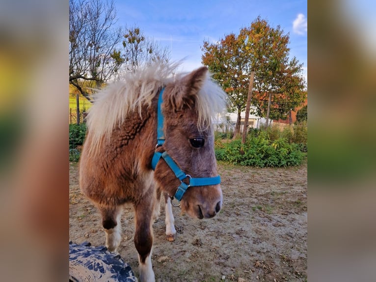 Mini Shetland Pony Hengst 1 Jahr 90 cm Tobiano-alle-Farben in Eichstetten am Kaiserstuhl