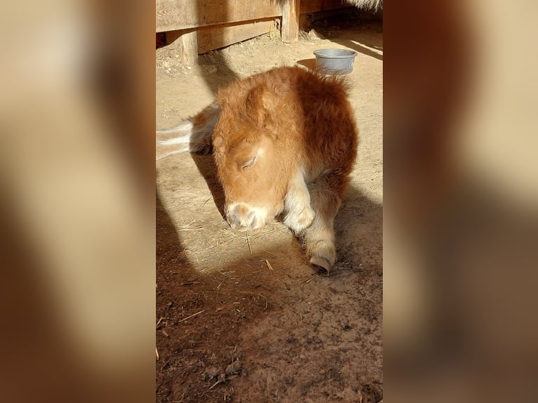 Mini Shetland Pony Hengst 1 Jahr Fuchs in Gärtringen