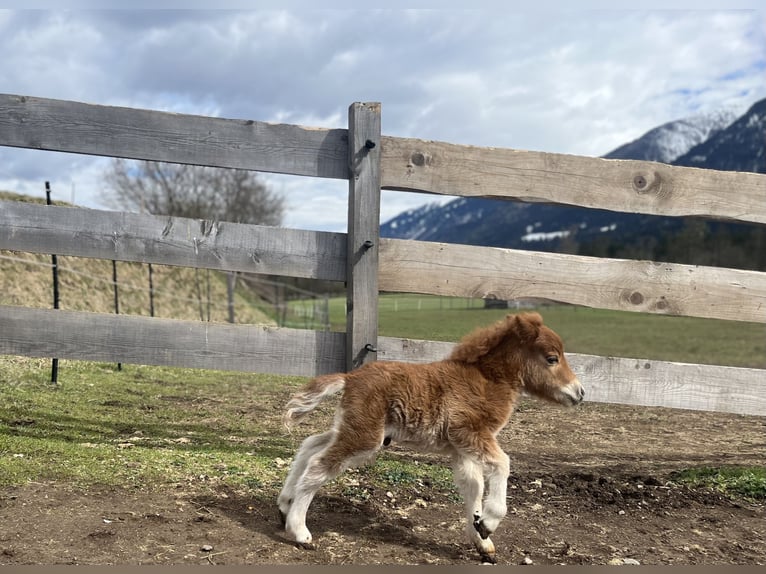 Mini Shetland Pony Hengst 1 Jahr Fuchs in Dellach