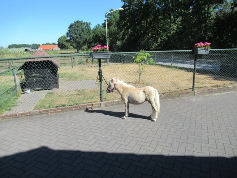 Mini Shetland Pony Hengst 1 Jahr Palomino in NeerkantNeerkant