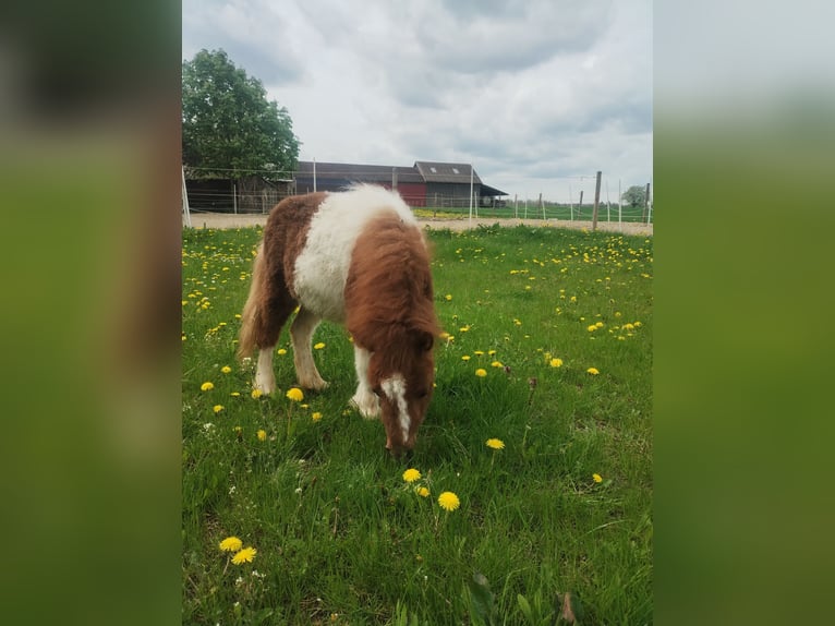Mini Shetland Pony Hengst 1 Jahr Schecke in Schrozberg