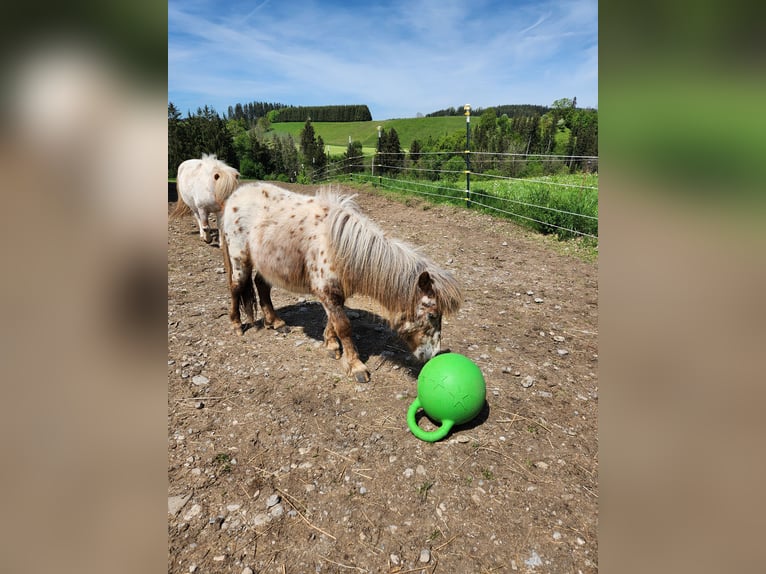 Mini Shetland Pony Hengst 1 Jahr Tigerschecke in Kinsau