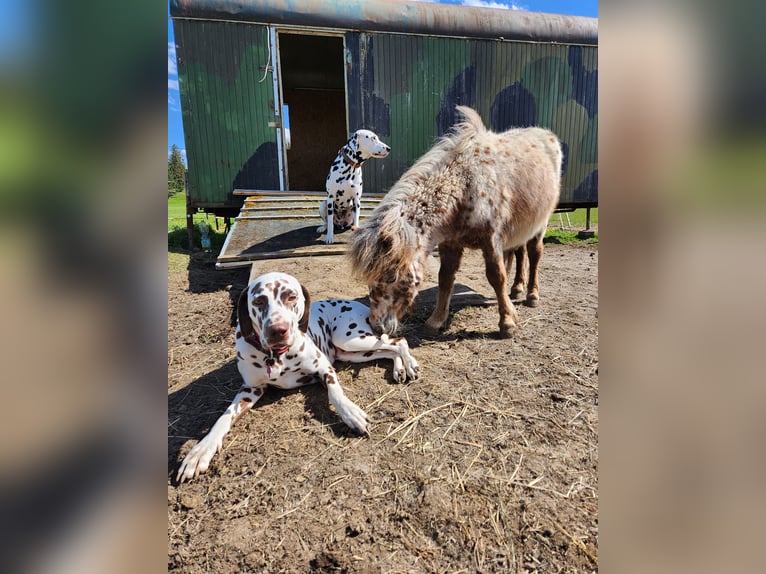 Mini Shetland Pony Hengst 1 Jahr Tigerschecke in Kinsau