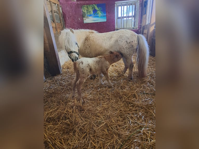 Mini Shetland Pony Hengst 1 Jahr Tigerschecke in Kinsau