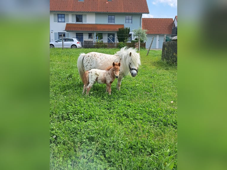 Mini Shetland Pony Hengst 1 Jahr Tigerschecke in Kinsau