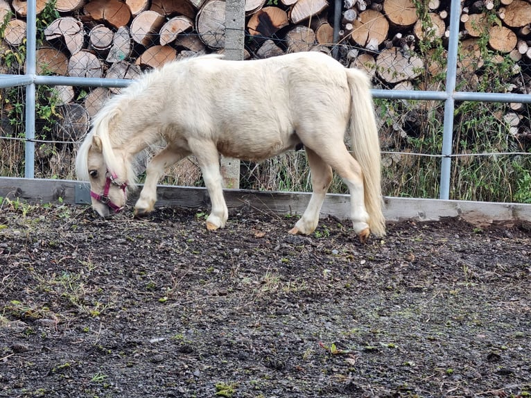 Mini Shetland Pony Hengst 1 Jahr in Eisenach