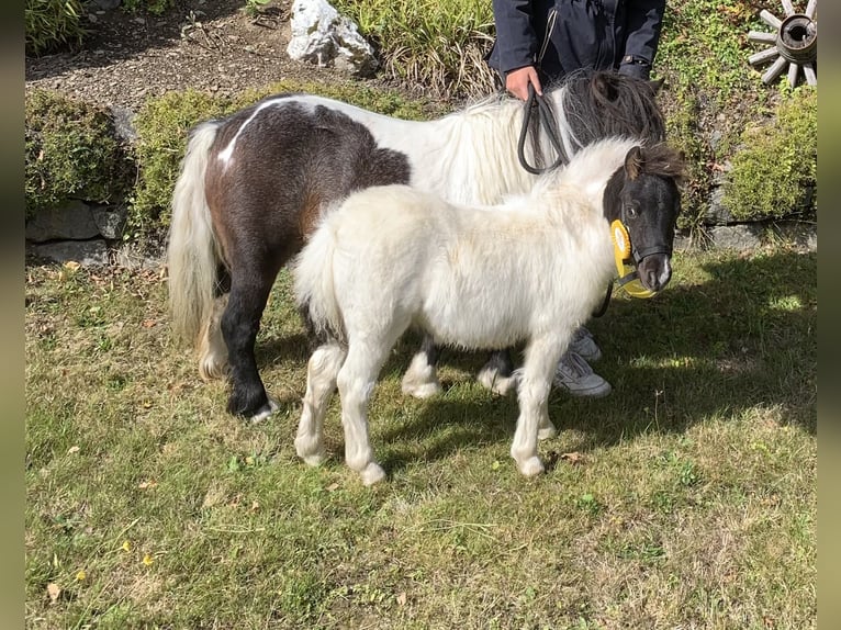 Mini Shetland Pony Hengst 1 Jahr  in Schmallenberg