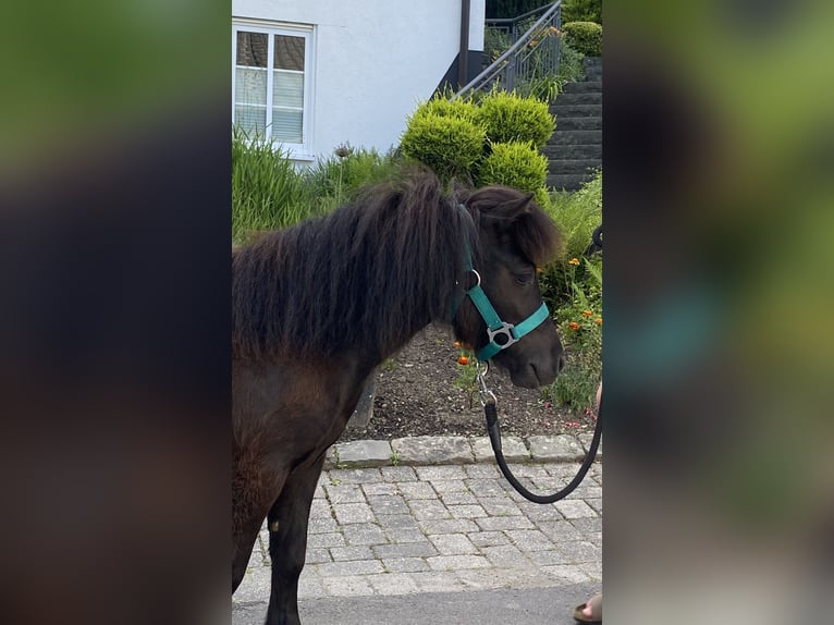 Mini Shetland Pony Hengst 1 Jahr  in Schmallenberg