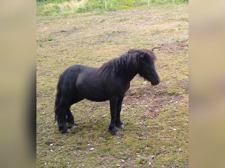Mini Shetland Pony Hengst 1 Jahr  in Schmallenberg