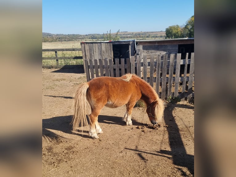 Mini Shetland Pony Hengst 20 Jaar 95 cm Vos in Rechnitz
