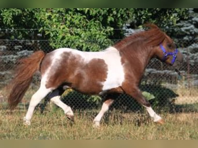 Mini Shetland Pony Hengst 21 Jaar 80 cm Gevlekt-paard in Reppichau