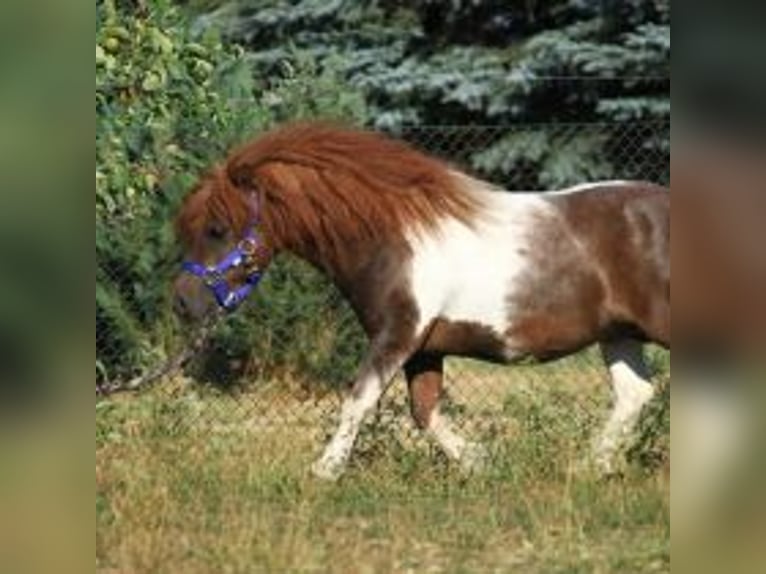 Mini Shetland Pony Hengst 21 Jaar 80 cm Gevlekt-paard in Reppichau