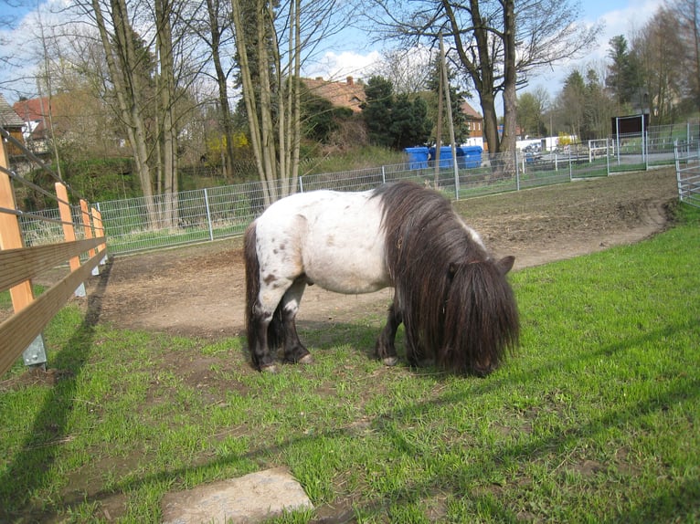 Mini Shetland Pony Hengst 22 Jaar 75 cm Zwartschimmel in Berthelsdorf