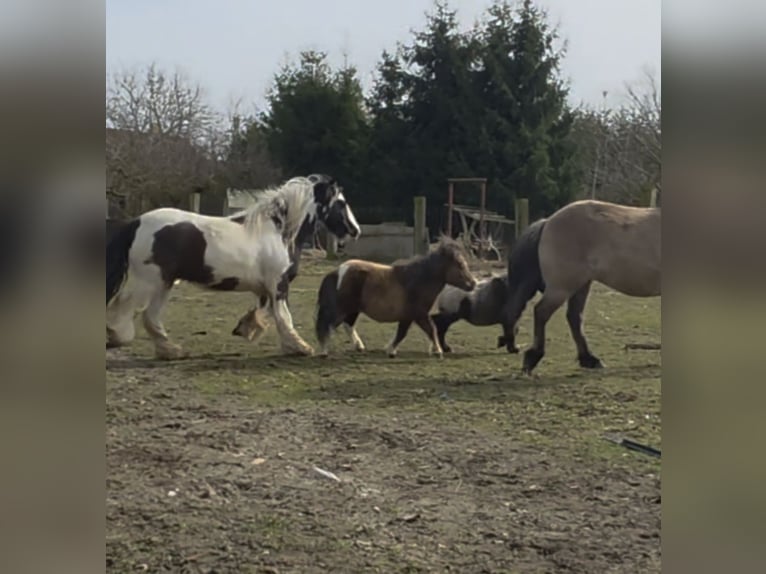 Mini Shetland Pony Hengst 2 Jaar 76 cm  in Coswig