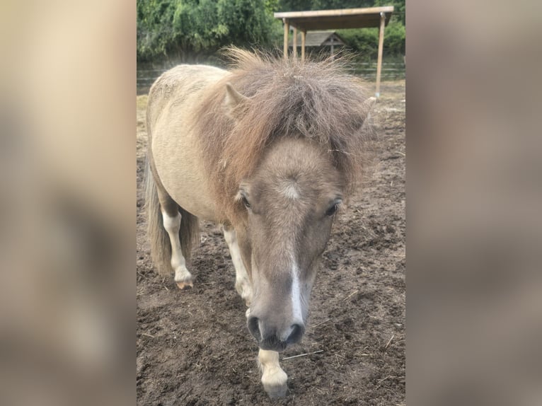 Mini Shetland Pony Hengst 2 Jaar 78 cm  in Coswig