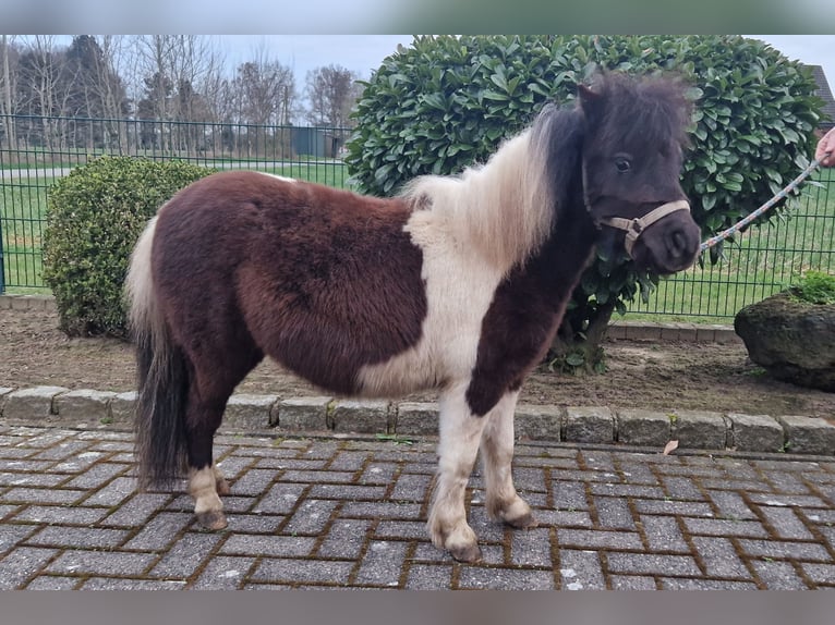 Mini Shetland Pony Hengst 2 Jaar 78 cm Gevlekt-paard in Reken