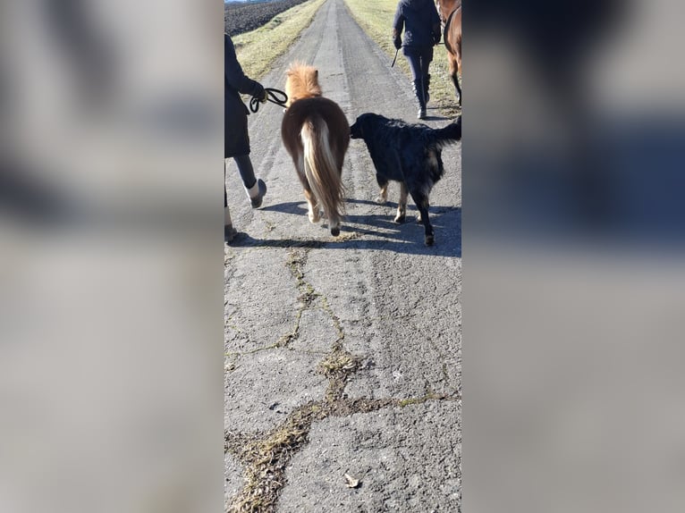 Mini Shetland Pony Hengst 2 Jaar 78 cm Vos in Schnelldorf