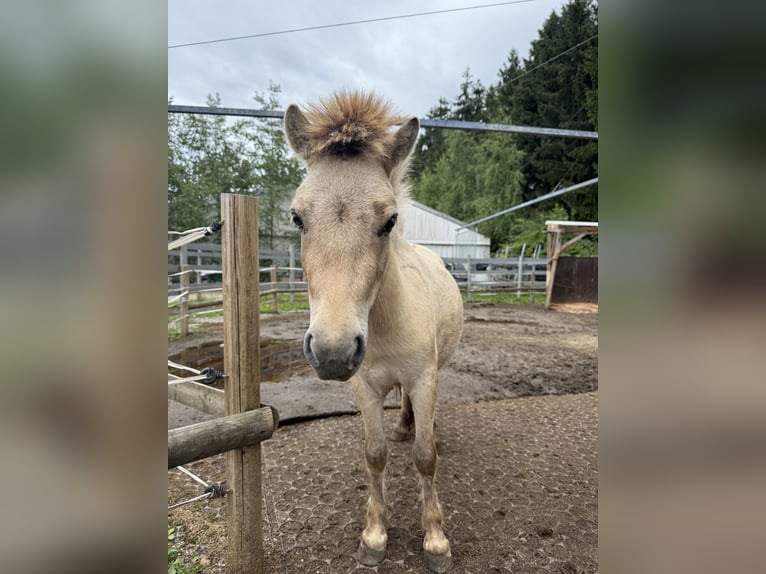 Mini Shetland Pony Hengst 2 Jaar 80 cm Buckskin in Fronreute