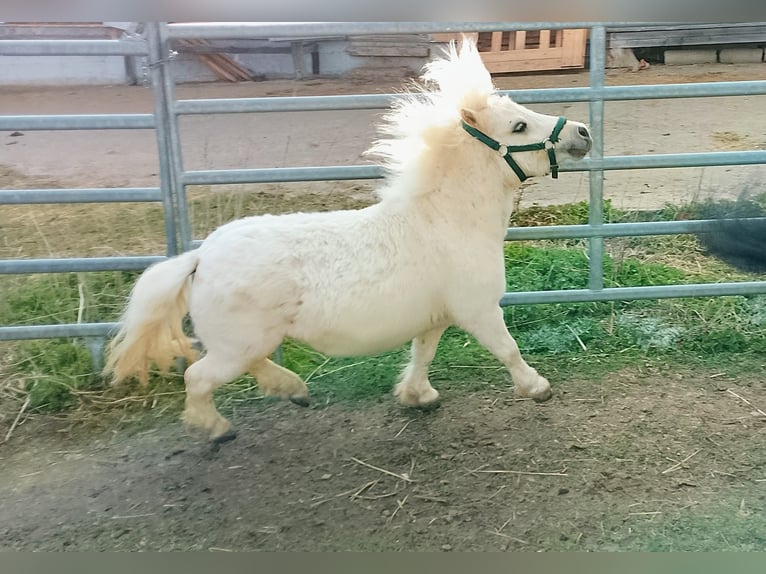 Mini Shetland Pony Hengst 2 Jaar 80 cm Palomino in Unterschneidheim